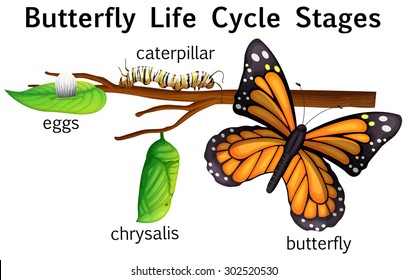 Butterfly life cycle stages illustration