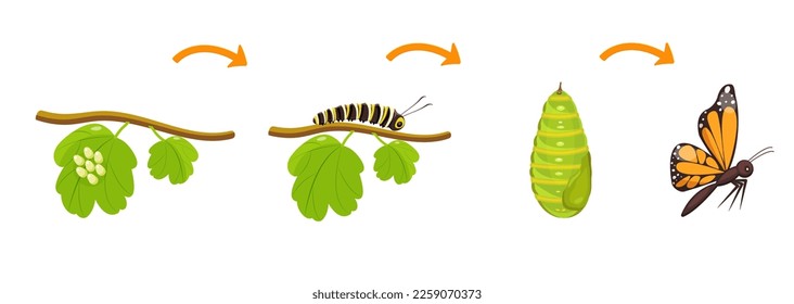 Butterfly life cycle. Transformation of caterpillar from cocoon. Metamorphoses of insects in biology.