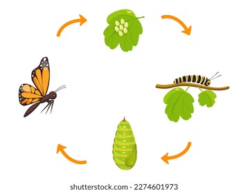 Butterfly life cycle. Transformation of caterpillar from cocoon. Vector illustration of insect metamorphosis infographic