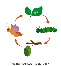 Butterfly life cycle vector with a cute cartoon design