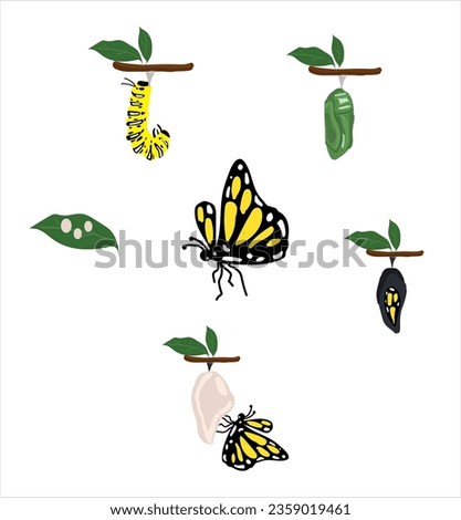 The Butterfly Life cycle vector. Butterfly developmental process