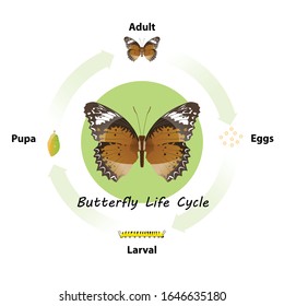 308 Butterfly life cycle for drawing Images, Stock Photos & Vectors ...