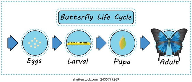 Butterfly life cycle vector for Education,Agricultural,Science,Graphic design,Artwork.