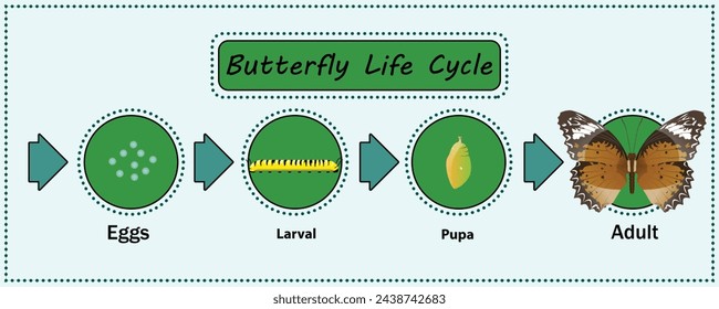 Butterfly life cycle vector for Education,Agricultural,Science,Graphic design,Artwork.