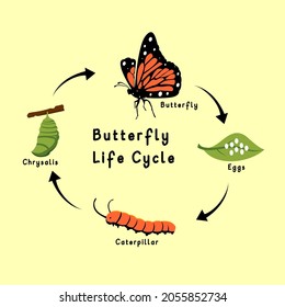 Butterfly Life Cycle Vector Flat Design