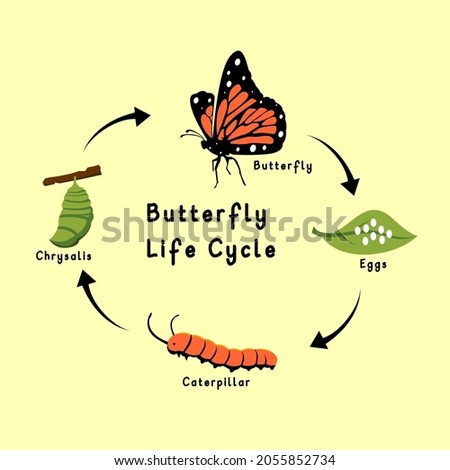Butterfly Life Cycle Vector Flat Design