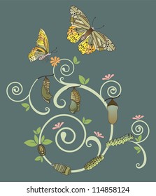 Butterfly life cycle, Vector illustration with simple gradients