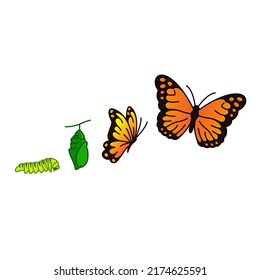 Butterfly Life Cycle Vector Illustration Clipart 