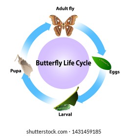 Butterfly life cycle vector on white background