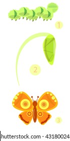 Butterfly life stages. Vector illustration