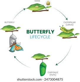 The butterfly lifecycle includes four stages egg, caterpillar, pupa, and adult. Each stage is distinct and essential for the transformation from a tiny egg to a beautiful butterfly.