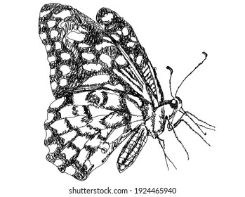 
Butterfly line art. Hand-drawn illustration isolated on white background. Vector