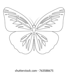 Butterfly line art vector illustration