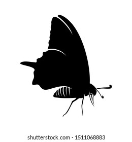 Butterfly logo design vector. Butterfly logo template illustration