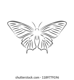 butterfly logo icon design template vector