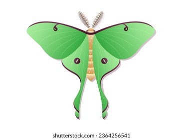 Butterfly Luna Moth Insect Vector Art isolated on White Background