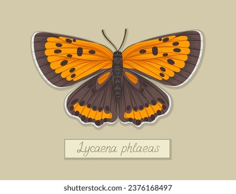 Butterfly lycaena phlaeas concept. Colorful and bright insect with wings. Orange spring and summer animal. Graphic element for website. Cartoon flat vector illustration isolated on beige background