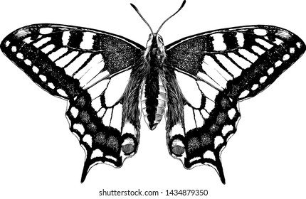 butterfly Machaon with open wings symmetrically, sketch vector graphic style monochrome illustration on white background