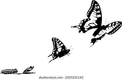 Butterfly making metamorphosis. black and white illustration