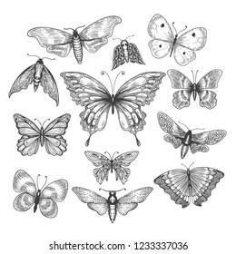 Butterfly, mariposa sketch. Vector illustration farfalle butterflies isolated on white background