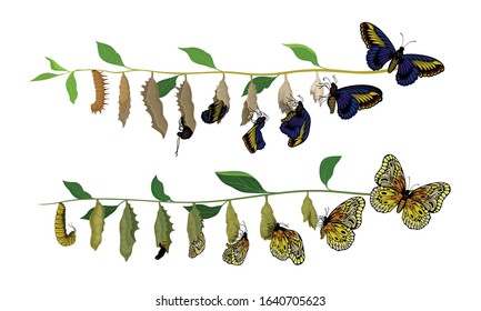 Butterfly Metamorphosis from Caterpillar to Full-bodied Specie Vector Illustration