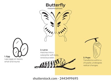 Butterfly metamorphosis, Egg
Larva Butterfly, Pupa Butterfly. Format EPS, You can use this butterfly metamorphosis cycle for various design purposes. High resolution, you can change