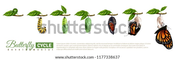 Butterfly Metamorphosis Horizontal Set Showing Developmental Stock Vector Royalty Free 1177338637