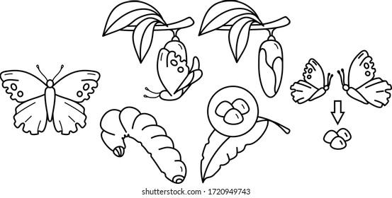Butterfly metamorphosis icon set in outlines