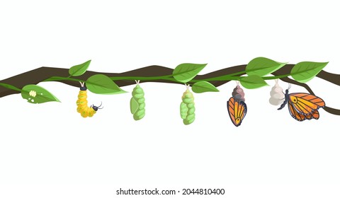 Butterfly metamorphosis and life cycle of larva