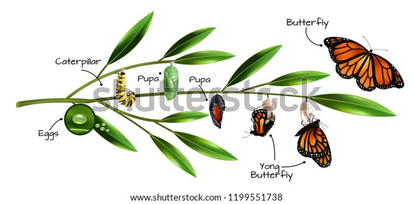 Butterfly metamorphosis on example of danainae monarch species realistic composition vector illustration 