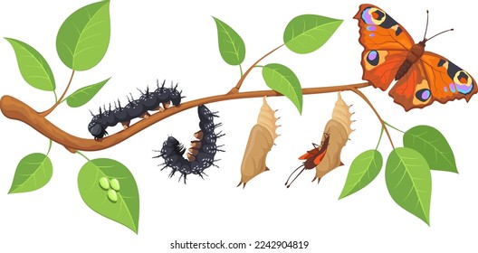 Butterfly metamorphosis stages on cartoon green tree branch isolated on white background