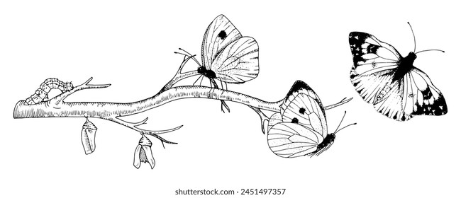 Dibujo de Vector Butterfly Metamorphosis. Arte de la evolución de insectos dibujado a mano. Ilustración de contorno negro de transformación de polilla. Esbozo del ciclo de vida de la Naturaleza. Sobre un fondo blanco aislado