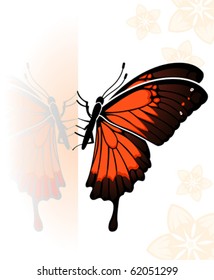 Butterfly with a mirror reflection, element for design, vector illustration