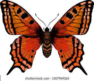 butterfly  monarch Admiral orange red