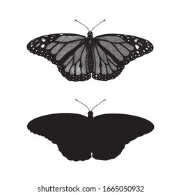 Butterfly Monarch (Danaus Phlexipus, Common Tiger, wanderer). Hand drawn insects. Vector sketch detailed illustration.