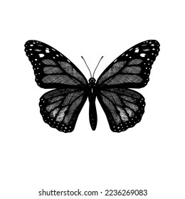 Butterfly Monarch (Danaus Phlexipus, Common Tiger, wanderer). Hand drawn insects. Vector sketch detailed illustration.