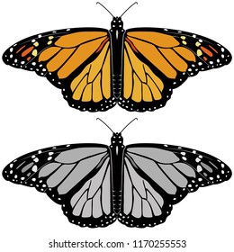 Butterfly Monarch illustration vector