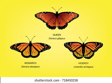 Butterfly Monarch Set Vector Illustration