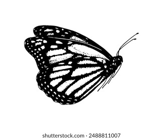 Butterfly Monarch. Vector Hand drawn illustration. Black and white graphic clip art on isolated background. Drawing of an insect sitting with folded wings. Sketch for coloring books and cards