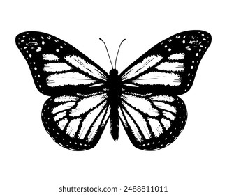 Monarca mariposa. Vector Dibujado a mano ilustración. Clip gráfico en blanco y negro sobre fondo. Dibujo de un insecto con las alas extendidas. Boceto de papilio volador. Para pegatinas o tatuajes de transferencia