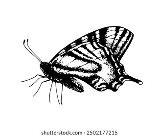 Mariposa Monarca. Vector Dibujado a mano ilustración. Arte de Clip gráfico blanco y negro sobre fondo aislado. Dibujo de un insecto sentado con alas plegadas. Boceto para colorear libros y tarjetas