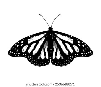 Butterfly monarch. Vector Hand drawn illustration. Black and white graphic clip art on a background. Drawing of an insect with spread wings. Flying papilio sketch. For stickers or transfer tattoos