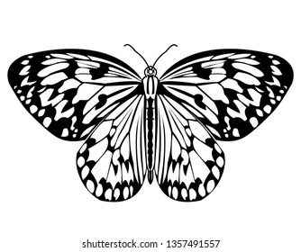 Butterfly, monochrome drawing in black and white, isolated tropical butterfly on white background