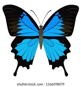 Butterfly Morpho Peleides