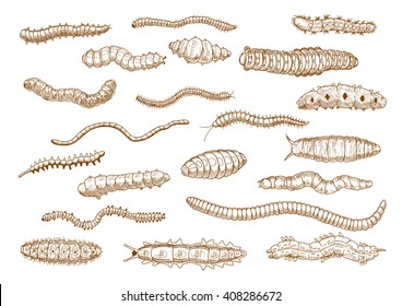 Butterfly and moth caterpillars, larvae of bugs, worms, slugs and variety of centipedes vintage sketch drawing icons. Nature, biology, education theme design