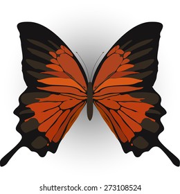 butterfly moth insect vector illustration