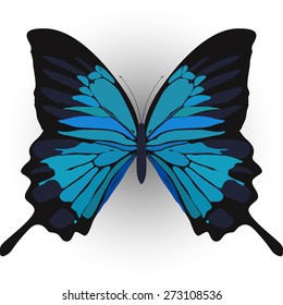 butterfly moth insect vector illustration
