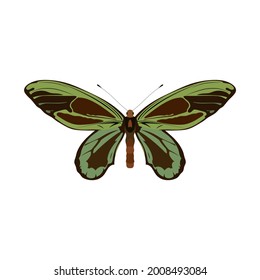 Ein Schmetterling mit mehrfarbigen Flecken aus der Reihenfolge der Insekten auf weißem Hintergrund. Ein Vektorbild.