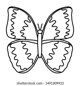 Butterfly nature desing vector illustration