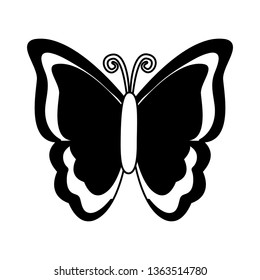 butterfly nature insect